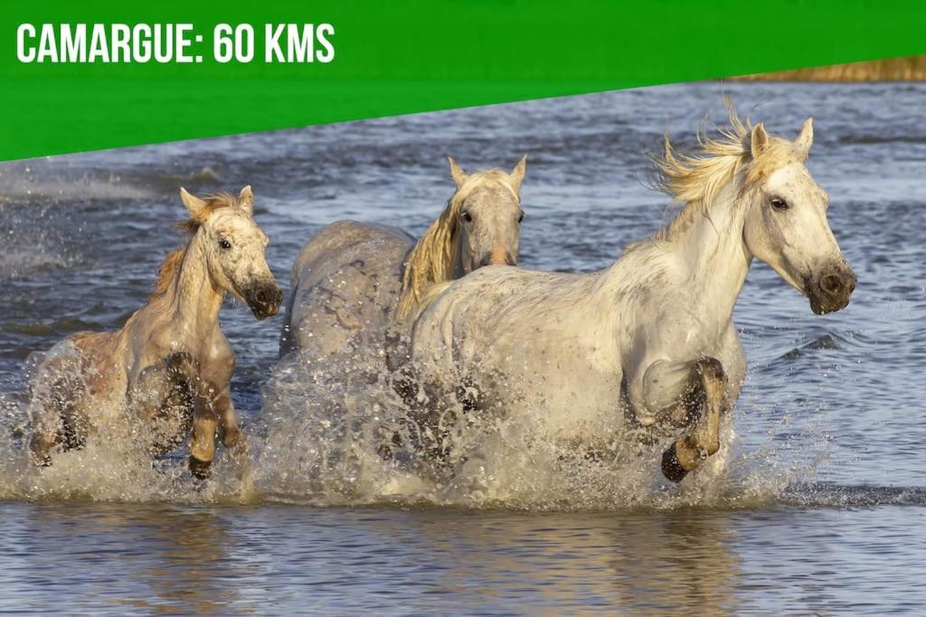 Les Felibres Apartman Avignon Kültér fotó